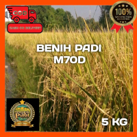BENIH PADI M70D SUPER UNGGUL BERKUALITAS KEMASAN 5 KG Tanaman