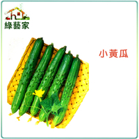 【綠藝家】G11.小黃瓜種子30顆(小胡瓜)