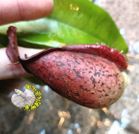 4-5吋盆 [紅虎克豬籠草] 特殊雜交新品種豬籠草盆栽 活體食蟲植物 可以捕捉小昆蟲 ~需光線需充足+保濕