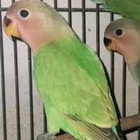BURUNG LOVEBIRD NK GREEN BABYAN SATUAN