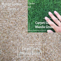 Manila Grass Seeds - 6000++ Seed Biji Benih Rumput Manila, Carpet Grass, Lawn Grass, Zoysia Grass - 