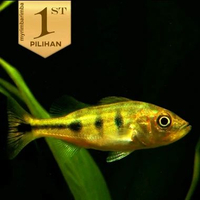 Peacock Bass Mono 6-7cm Ikan Hias Predator Hiasan Aquarium Aquascape -