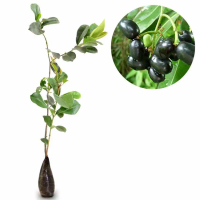 bibit buah juwet hitam okulasi
