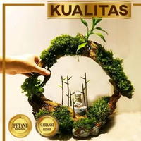 Jungle Bundar Budha Semedi Hiasan Aquarium Ikan Hias Aquascape Tanaman Air Tawar