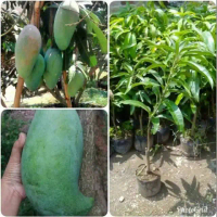 Bibit Mangga Mahatir / Tanaman mangga mahatir cepat berbuah