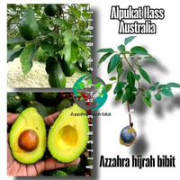 BIBIT TANAMAN BUAH ALPUKAT HASS AUSTRALIA/BIBIT ALPUKAT HASS/TABULAMPOT/FULL MEDIA