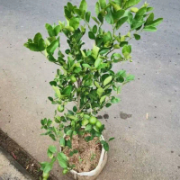 POHON JERUK NIPIS SUDAH BERBUAH/BERBUNGA
