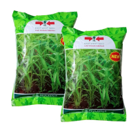 Benih Kangkung SERIMPI Isi 1000 Gram Cap Panah Merah