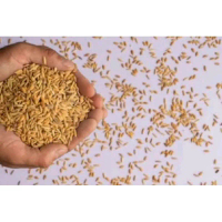 BENIH PADI CIPUTRI KEMASAN 5KG PADI MALAI PANJANG