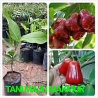TANI MAJU MAKMUR BIBIT JAMBU AIR CITRA MERAH OKULASI CEPAT BERBUAH ASLI MANIS SUPER UNGGUL UKURAN 30