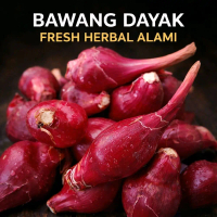 Bawang Dayak Asli Segar - Bawang Dayak Segar Kecombrang
