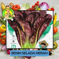 Jenis Benih Sayuran Selada Benih Sayuran Import Selada Merah