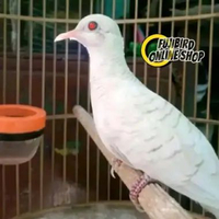 BURUNG PERKUTUT PUTIH MATA MERAH