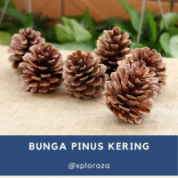 Bunga Pinus Kering Properti Foto