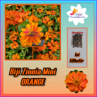 Biji zinnia mini orange