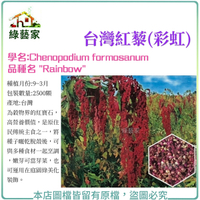 【綠藝家】H49.台灣紅藜(彩虹)種子2500顆(未脫殼)