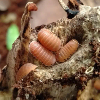 Terrarium Isopoda | Cubaris Murina Mandarin Orange