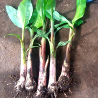 Bibit Pisang Cavendish Super ~ Anakan ~ Bonggol Besar