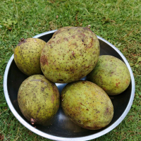 Buah Mangga Pakel Limus Segar Kweni Buah Bacang Fresh Tropical Fruit