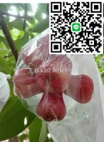 【卓越優選館】蓮霧套袋 蓮霧專用日光袋 半透明蓮霧套袋專用袋荔枝套袋水果 專用袋