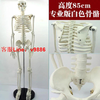 【最低價】【公司貨】85cm小白色人體骨骼模型全身骨架成人小骷髏骨骼健身瑜伽醫用教學