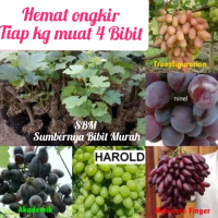 Paket Bibit Anggur Impor - Ninel-Trans-Jupiter-Dixon Hemat Ongkir boleh COD