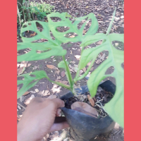 Tanaman Hias Murah Janda Bolong 2-4 Daun - Harga Terjangkau