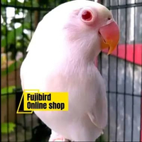 BURUNG LOVEBIRD ALBINO MM DEWASA