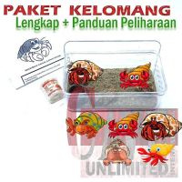 Paket Edukasi Mainan Anak Kelomang Keong Kumang Umang Kecil Mini Pasti Ori