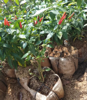 Pohon cabai/ bibit cabai/ cabai rawit siap makan