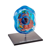 4D Vision Animal Cell Anatomy Model Biology Science 24 Parts Detachable Kids Educational Toys Gift