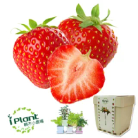 【iPlant】積木小農場-草莓(內含種子培養土肥料花盆)