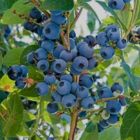 Bibit Tanaman Buah Blueberry Hasil Cangkok Cepat Berbuah Dan Mudah Ditanam Di Pot