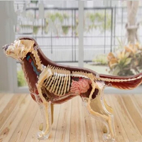 Golden Retriever 4D Master Animal Anatomy Model 30 Parts Detachable Organs Body Medical Science Educational DIY Toys