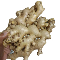 Jahe gajah kemasan 1kg jahe putih segar