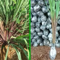 BIBIT TANAMAN HERBAL SEREH MERAH SERAI WANGI SERAI LANANG SEREH JAMU Rametuk01
