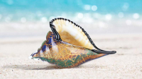 純手工玻璃工藝品 海螺 海洋動物琉璃擺件 玄關鑰匙收納盒 裝飾物