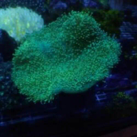 CORAL SOFTIES PAYUNGAN KENDARI