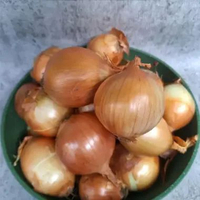 BAWANG BOMBAY 1KG