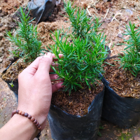 bibit pohon rosemary pengusir nyamuk - Rosemary wangi