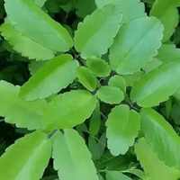 Tanaman cocor bebek daun cocor bebek