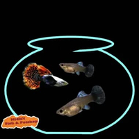 TRIO Guppy PRMBE Platinum Red Mozaik Big Ear Grade