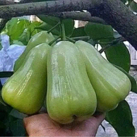 BIBIT JAMBU AIR dalhari dan khiojok MMMM boleh COD