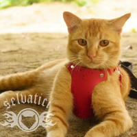 Tali tuntun hernes kucing bengal dan jenis kucing aktif ( selvatici )