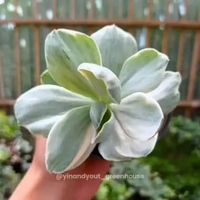 Echeveria Decora Echeveria | Kaktus Sukulen Tanaman Hias Unik – Koleksi Echeveria