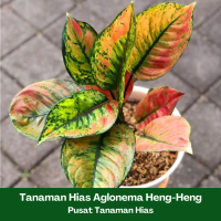 Tanaman Hias Artificial Aglonema Heng-Heng - Hiasan Indoor/Outdoor