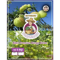 Bibit Premium Bunga Balon | Bibit Bunga Bola | Benih Bunga Balon Hias