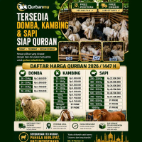 KAMBING / DOMBA / SAPI QURBAN / HEWAN KURBAN IDUL ADHA / LEBARAN HAJI - SIAP KIRIM JABODETABEK