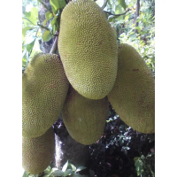 Bibit Nangka Jumbo cepat berbuah