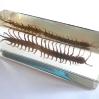 Vintage centipede insect Specimen Block big size Paperweight Decor Oddity